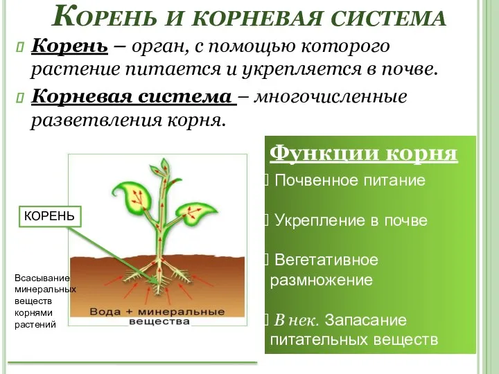 Корень и корневая система Корень – орган, с помощью которого