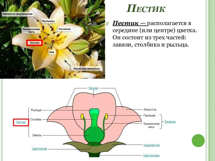 Пестик Пестик — располагается в середине (или центре) цветка. Он