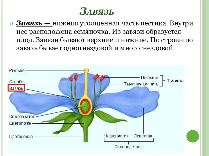 Завязь Завязь — нижняя утолщенная часть пестика. Внутри нее расположена