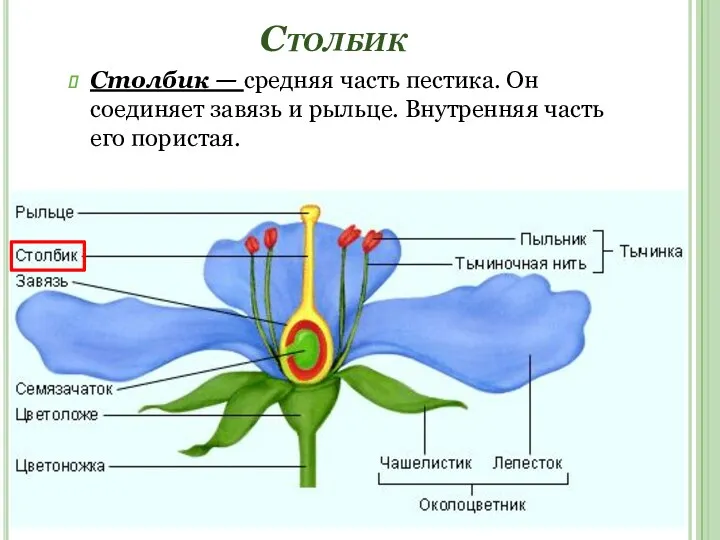 Столбик Столбик — средняя часть пестика. Он соединяет завязь и рыльце. Внутренняя часть его пористая.