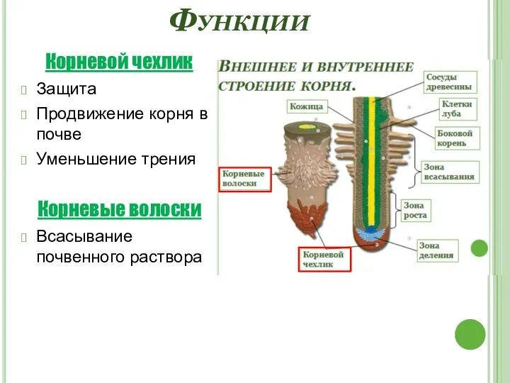 Функции Корневой чехлик Защита Продвижение корня в почве Уменьшение трения Корневые волоски Всасывание почвенного раствора