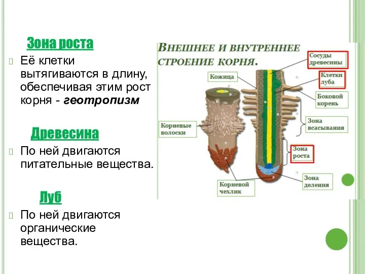 Зона роста Её клетки вытягиваются в длину, обеспечивая этим рост