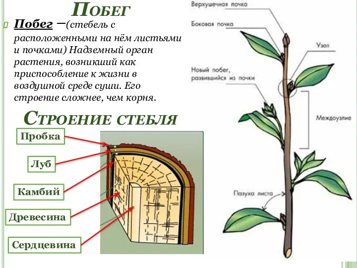 Побег Побег –(стебель с расположенными на нём листьями и почками)