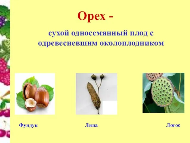 Орех - сухой односемянный плод с одревесневшим околоплодником Фундук Липа Лотос