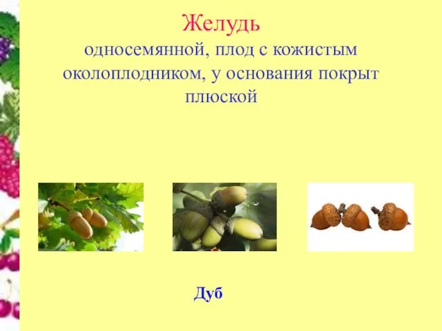 Желудь односемянной, плод с кожистым околоплодником, у основания покрыт плюской Дуб