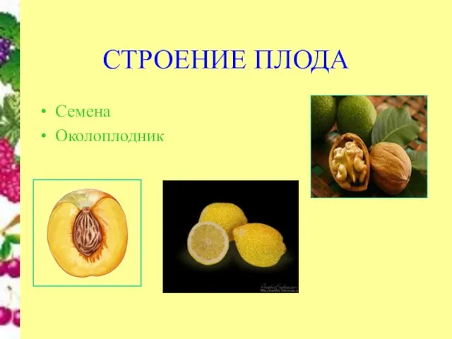 СТРОЕНИЕ ПЛОДА Семена Околоплодник