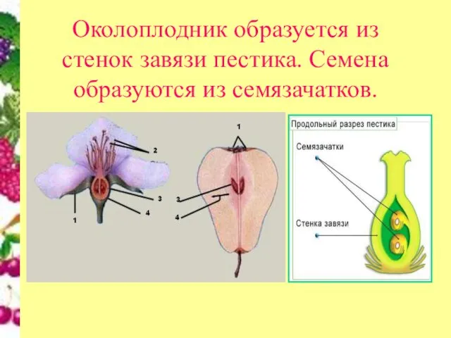 Околоплодник образуется из стенок завязи пестика. Семена образуются из семязачатков.