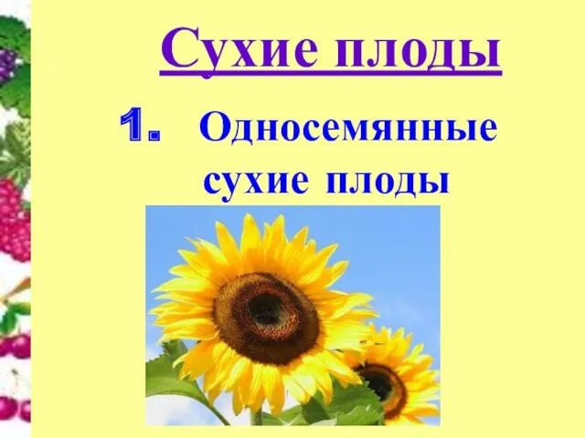 Сухие плоды Односемянные сухие плоды