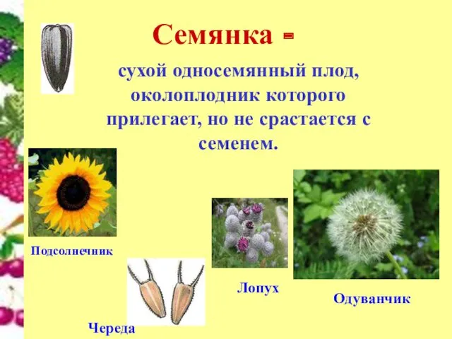 Семянка - сухой односемянный плод, околоплодник которого прилегает, но не