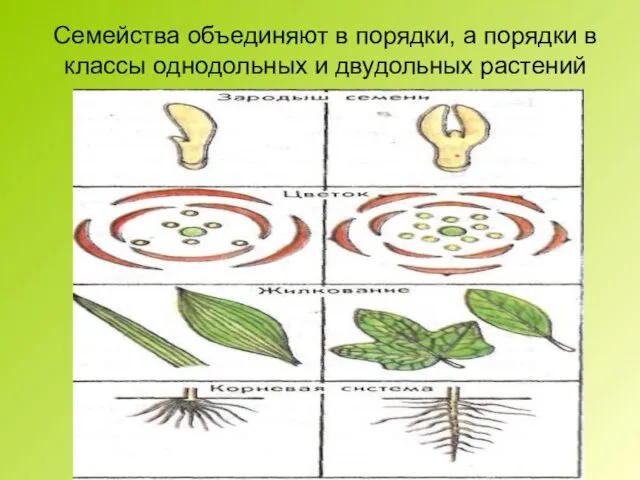 Семейства объединяют в порядки, а порядки в классы однодольных и двудольных растений