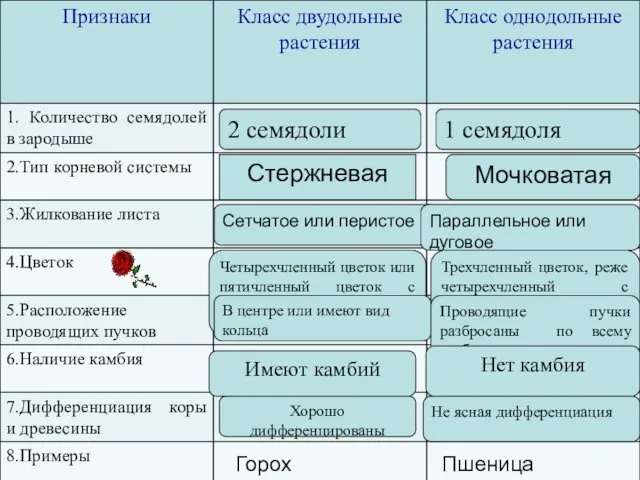 Признаки растений класса однодольных и класса двудольных 2 семядоли 1