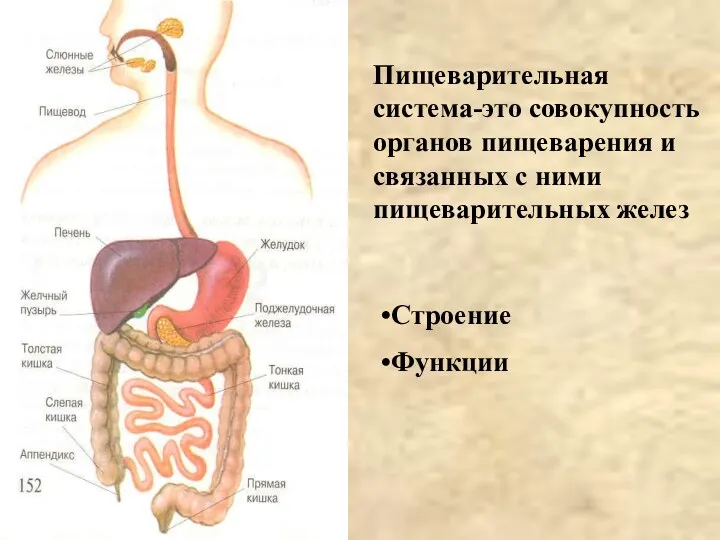 Пищеварительная система-это совокупность органов пищеварения и связанных с ними пищеварительных желез Строение Функции