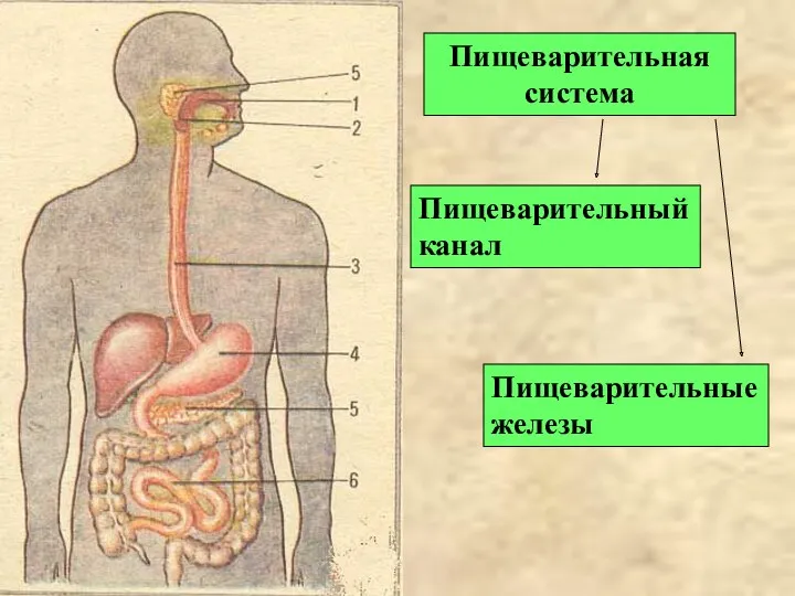 Пищеварительная система Пищеварительный канал Пищеварительные железы