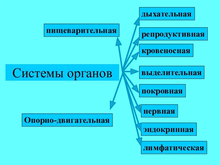 Системы органов лимфатическая кровеносная репродуктивная нервная эндокринная пищеварительная дыхательная выделительная покровная Опорно-двигательная