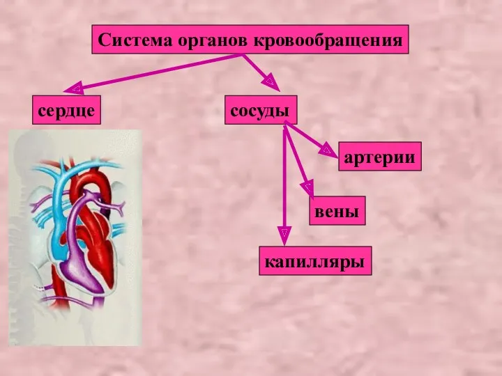 Система органов кровообращения сердце сосуды артерии вены капилляры