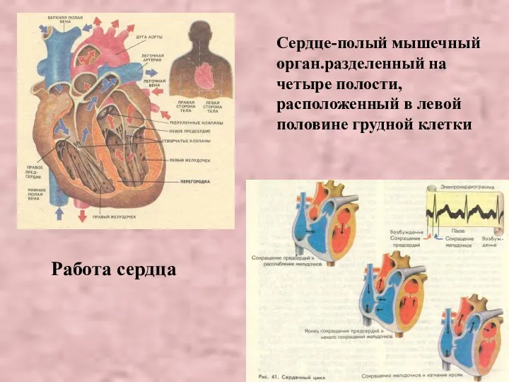 Сердце-полый мышечный орган.разделенный на четыре полости, расположенный в левой половине грудной клетки Работа сердца