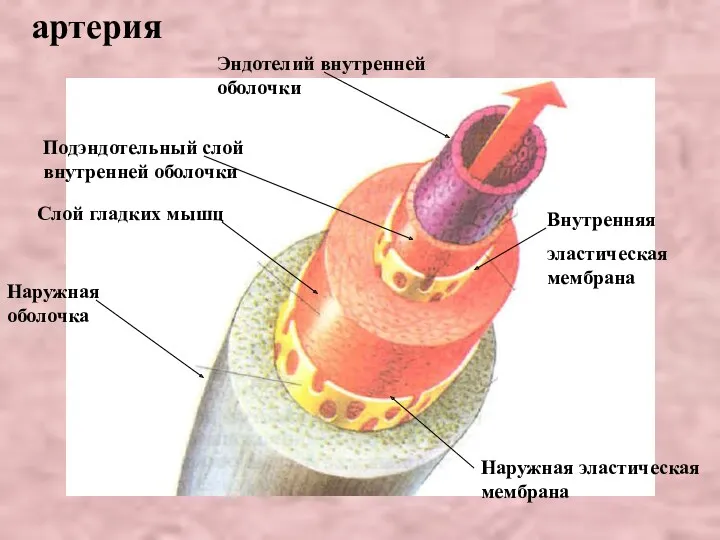 артерия Наружная оболочка Наружная эластическая мембрана Слой гладких мышц Внутренняя