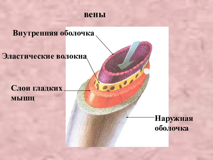 вены Внутренняя оболочка Эластические волокна Слои гладких мышц Наружная оболочка