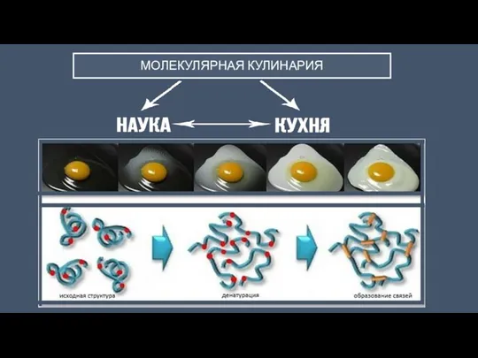 МОЛЕКУЛЯРНАЯ КУЛИНАРИЯ