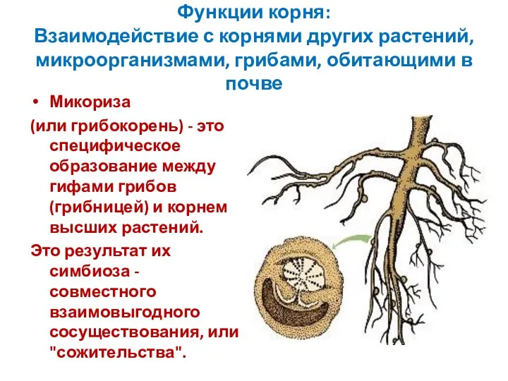 Функции корня: Взаимодействие с корнями других растений, микроорганизмами, грибами, обитающими