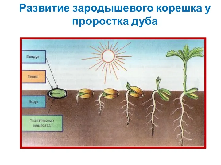 Развитие зародышевого корешка у проростка дуба