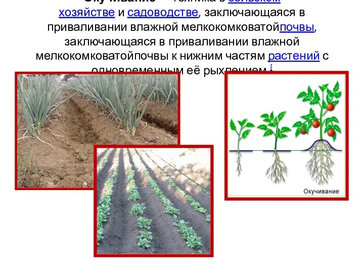 Окучивание — техника в сельском хозяйстве и садоводстве, заключающаяся в