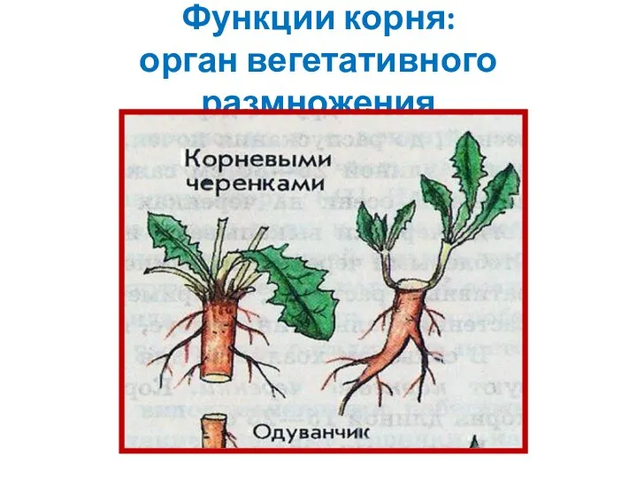 Функции корня: орган вегетативного размножения