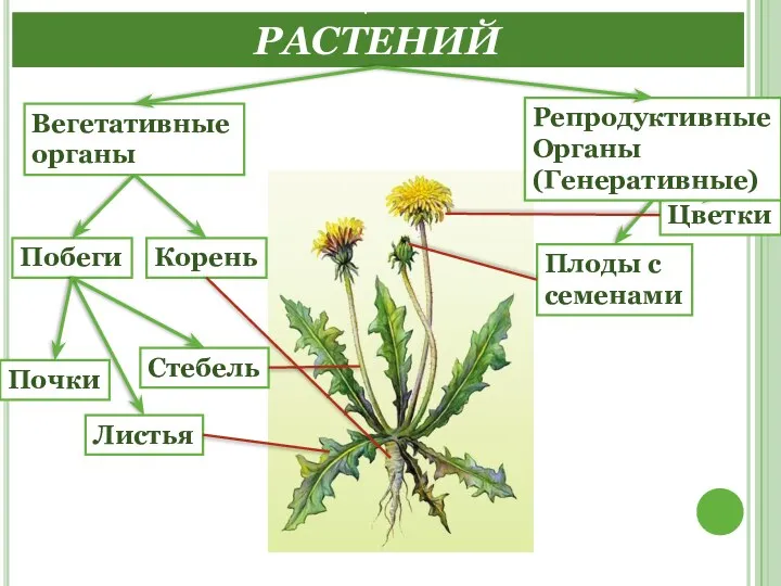 ОРГАНЫ ЦВЕТКОВЫХ РАСТЕНИЙ Побеги Цветки Листья Плоды с семенами Корень