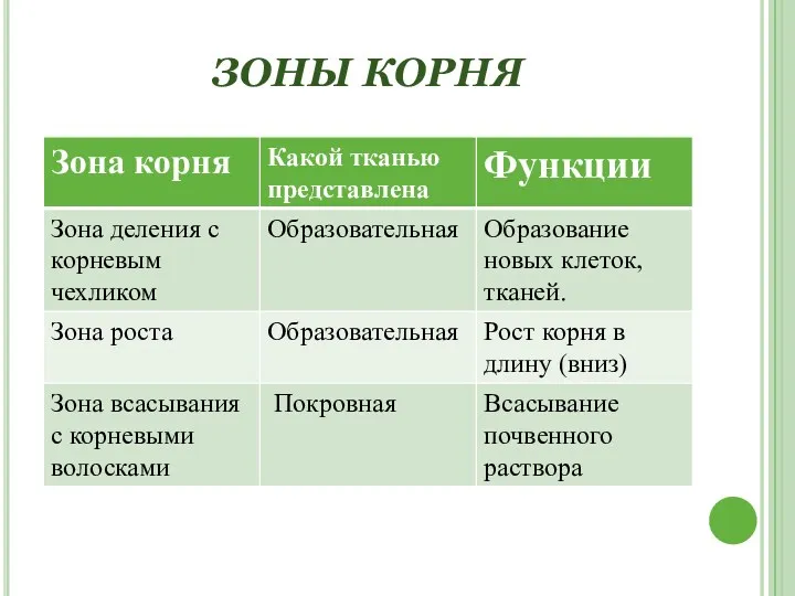 ЗОНЫ КОРНЯ