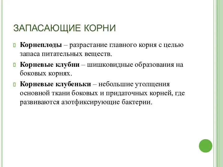 ЗАПАСАЮЩИЕ КОРНИ Корнеплоды – разрастание главного корня с целью запаса