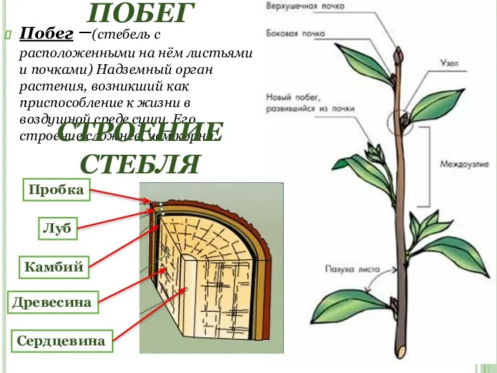 ПОБЕГ Побег –(стебель с расположенными на нём листьями и почками)