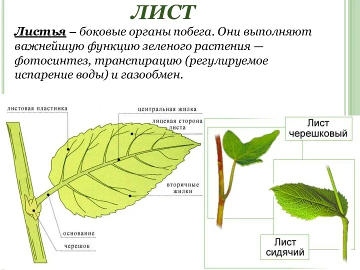 ЛИСТ Листья – боковые органы побега. Они выполняют важнейшую функцию