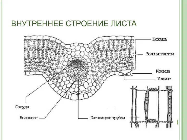 ВНУТРЕННЕЕ СТРОЕНИЕ ЛИСТА