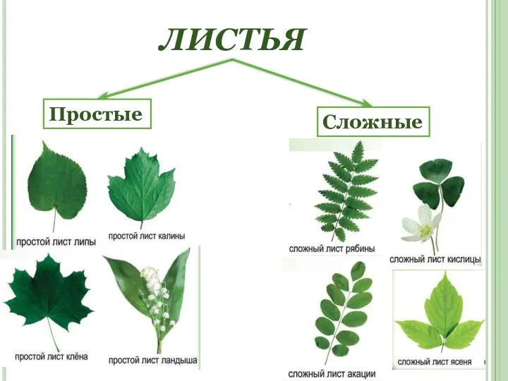 ЛИСТЬЯ Простые Сложные