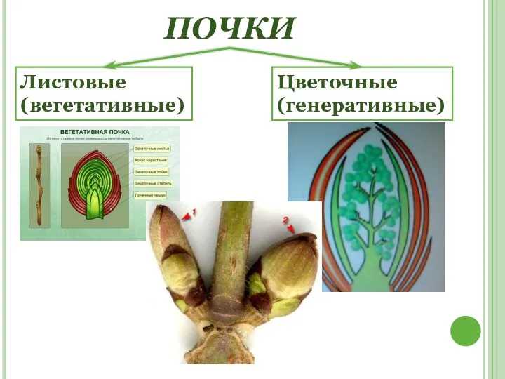 ПОЧКИ Листовые (вегетативные) Цветочные (генеративные)