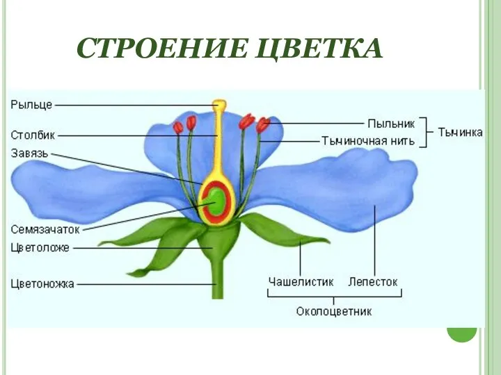 СТРОЕНИЕ ЦВЕТКА