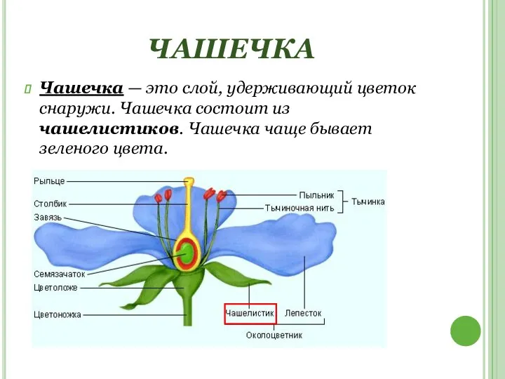 ЧАШЕЧКА Чашечка — это слой, удерживающий цветок снаружи. Чашечка состоит