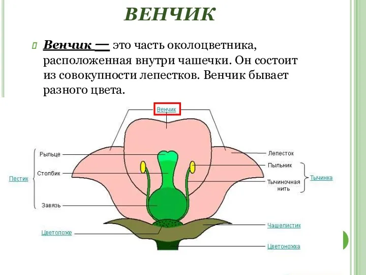 ВЕНЧИК Венчик — это часть околоцветника, расположенная внутри чашечки. Он
