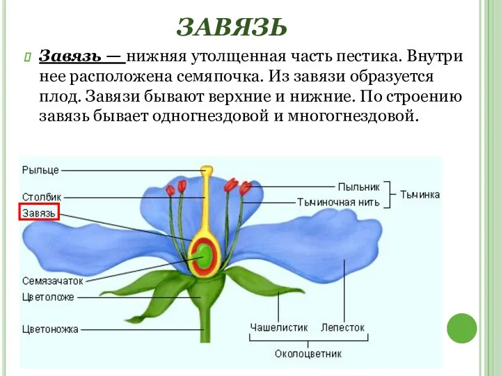 ЗАВЯЗЬ Завязь — нижняя утолщенная часть пестика. Внутри нее расположена