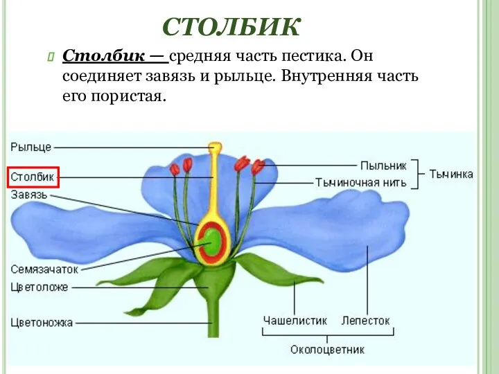 СТОЛБИК Столбик — средняя часть пестика. Он соединяет завязь и рыльце. Внутренняя часть его пористая.