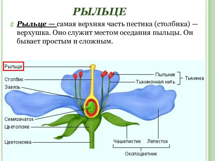 РЫЛЬЦЕ Рыльце — самая верхняя часть пестика (столбика) — верхушка.