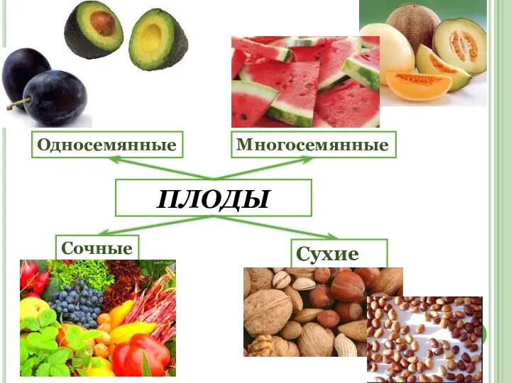 ПЛОДЫ Сочные Сухие Односемянные Многосемянные