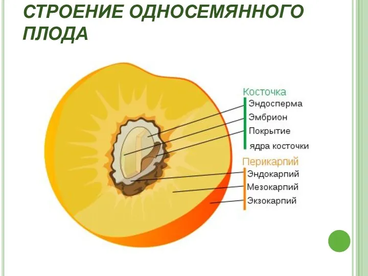 СТРОЕНИЕ ОДНОСЕМЯННОГО ПЛОДА