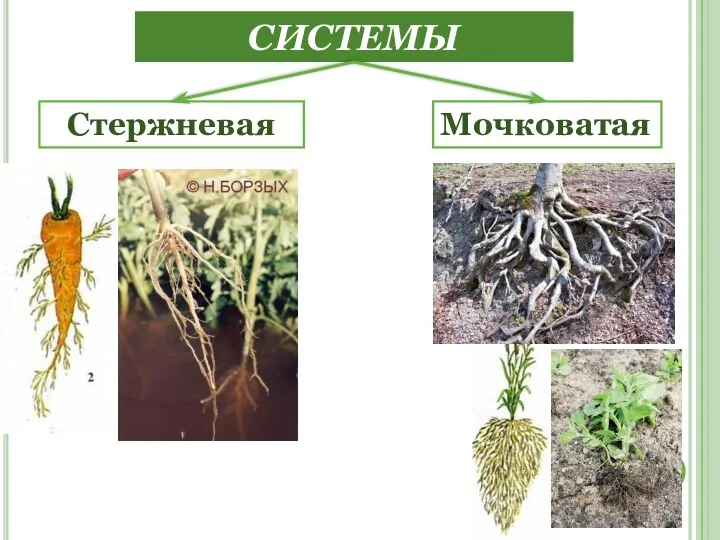 КОРНЕВЫЕ СИСТЕМЫ Мочковатая Стержневая