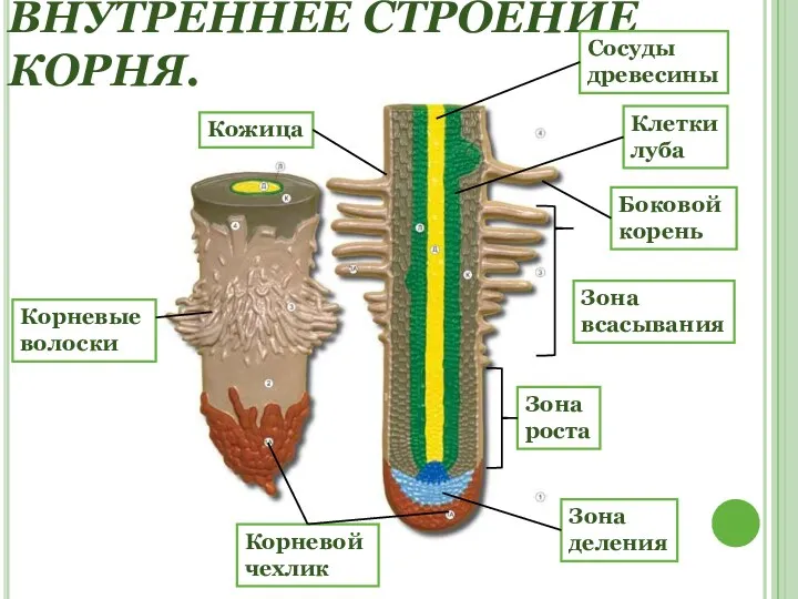 ВНЕШНЕЕ И ВНУТРЕННЕЕ СТРОЕНИЕ КОРНЯ. Корневой чехлик Боковой корень Зона