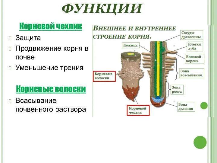 ФУНКЦИИ Корневой чехлик Защита Продвижение корня в почве Уменьшение трения Корневые волоски Всасывание почвенного раствора