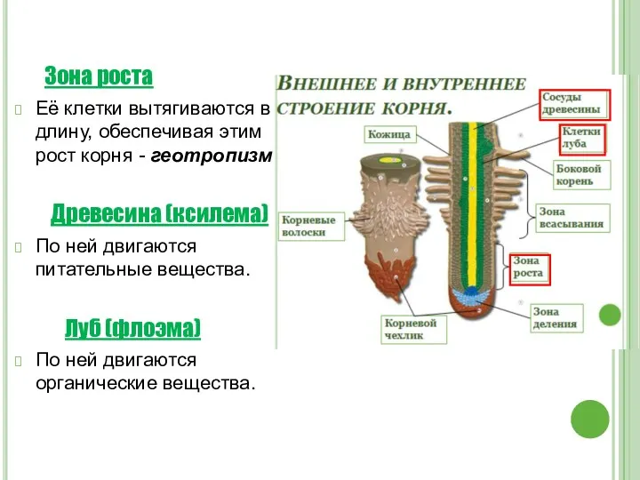 Зона роста Её клетки вытягиваются в длину, обеспечивая этим рост