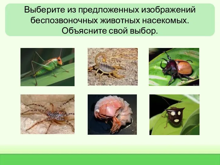 Выберите из предложенных изображений беспозвоночных животных насекомых. Объясните свой выбор.