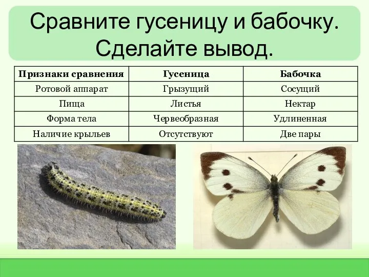Сравните гусеницу и бабочку. Сделайте вывод.