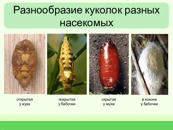 Разнообразие куколок разных насекомых открытая у жука покрытая у бабочки скрытая у мухи